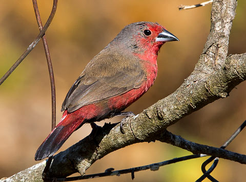 African Firefinch male